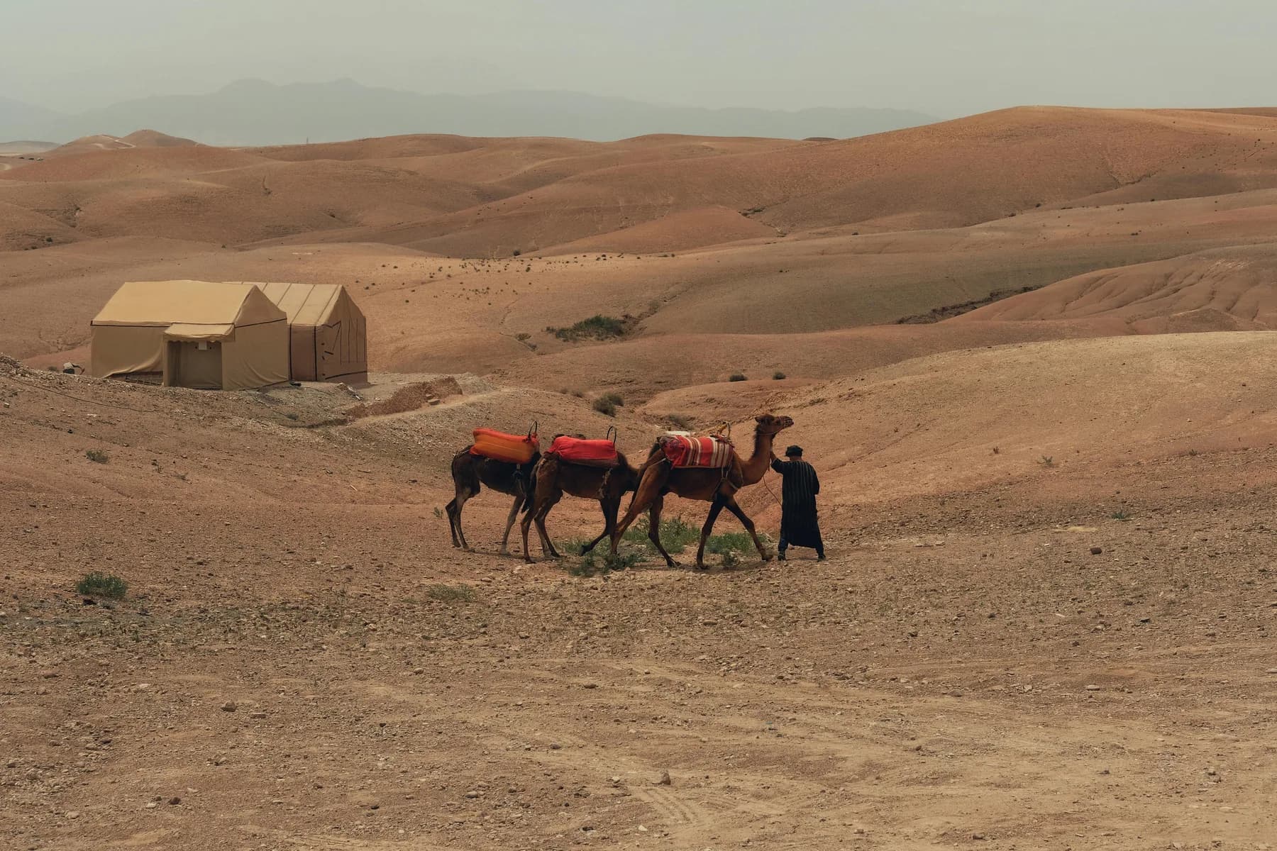 Dromadaire Agafay près de Marrakech