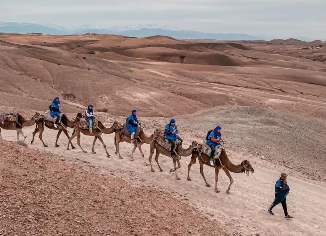 Caravane de dromadaires dans le désert d’Agafay